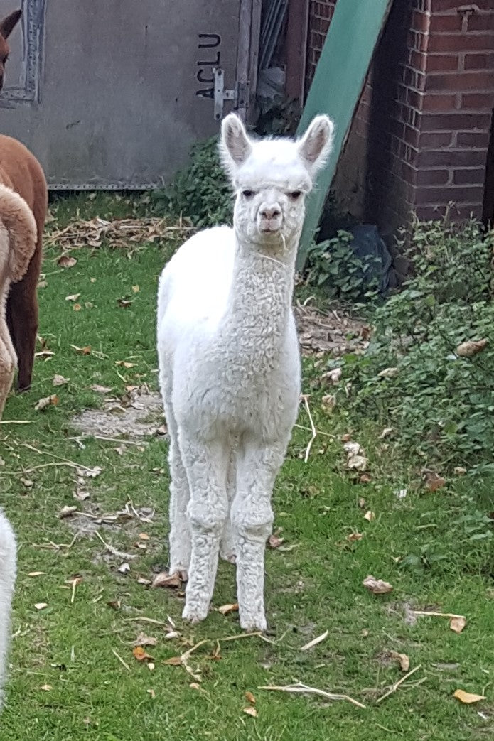 Patenschaften für unsere Crias aus 2025