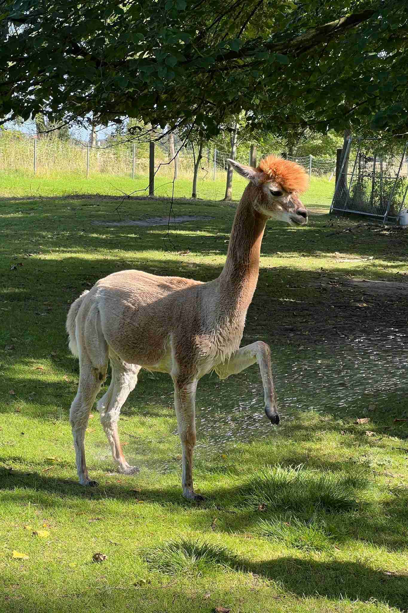Gutschein Alpaka-Intensiv (Nordseewanderung mit Alpaka-Kaffee auf der Weide)