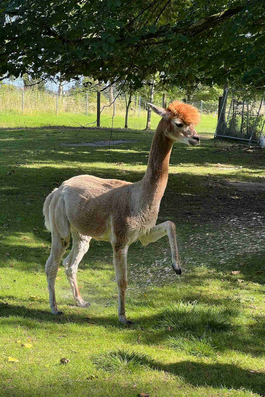 Gutschein Alpaka-Intensiv (Nordseewanderung mit Alpaka-Kaffee auf der Weide)