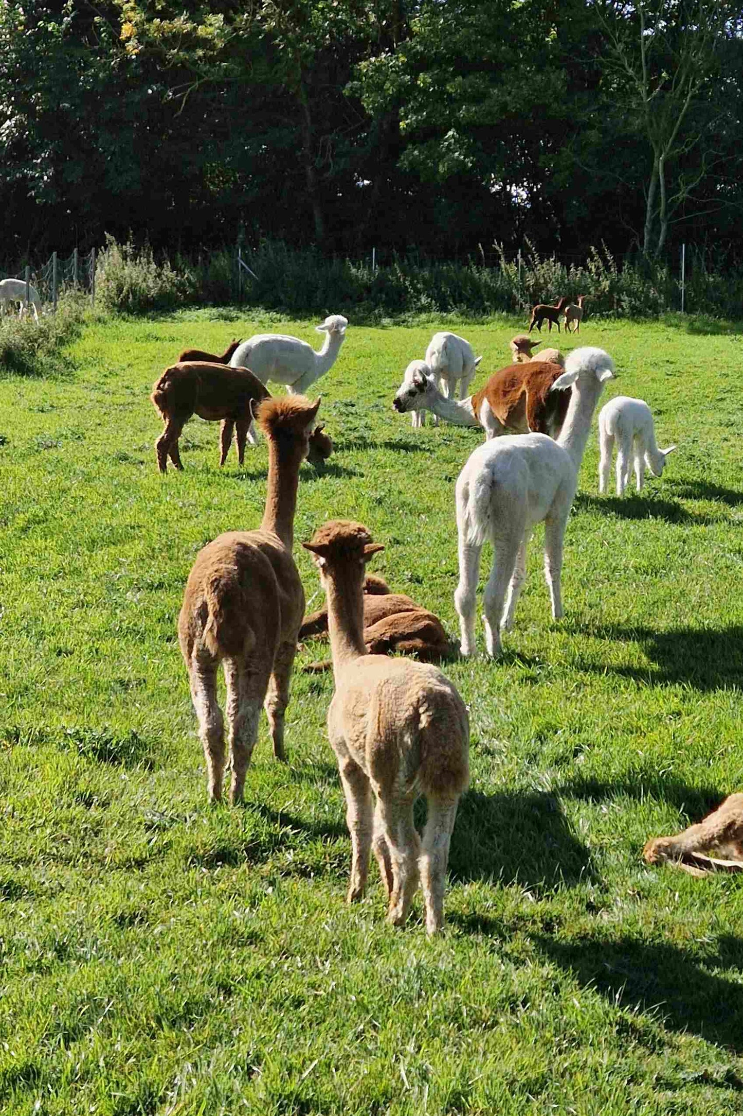 Gutschein Alpaka-Kaffee auf der Weide