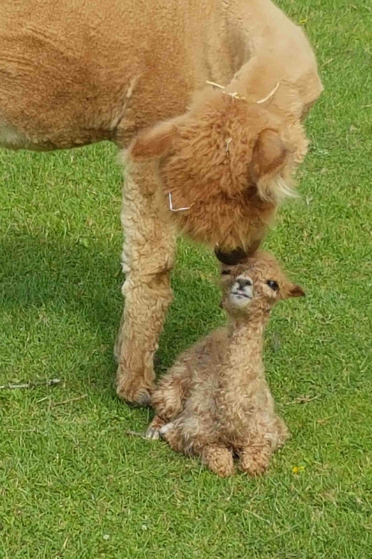 Gutschein Hallo Alpaka Hofführung