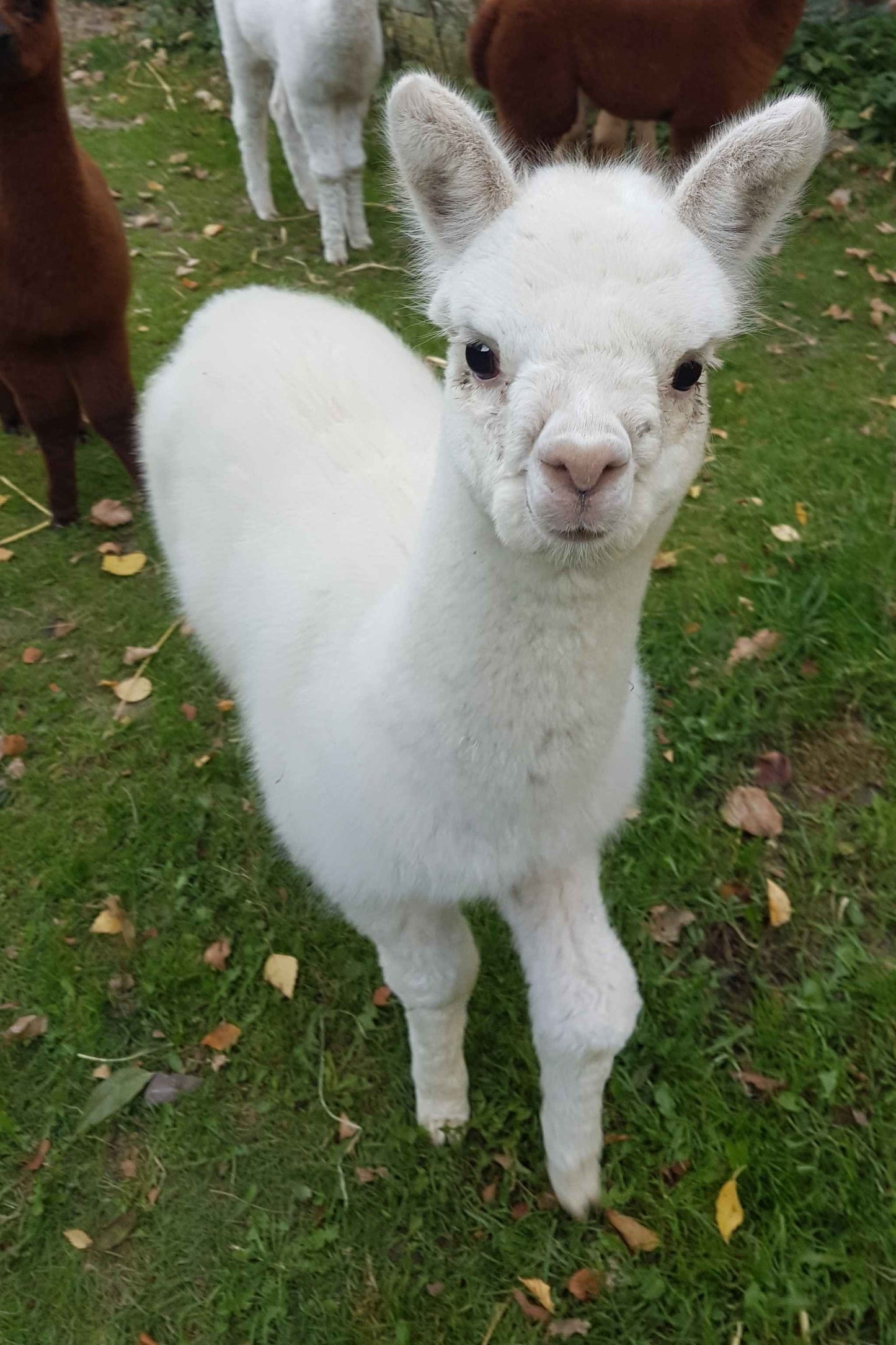 Patenschaften für unsere Crias aus 2025