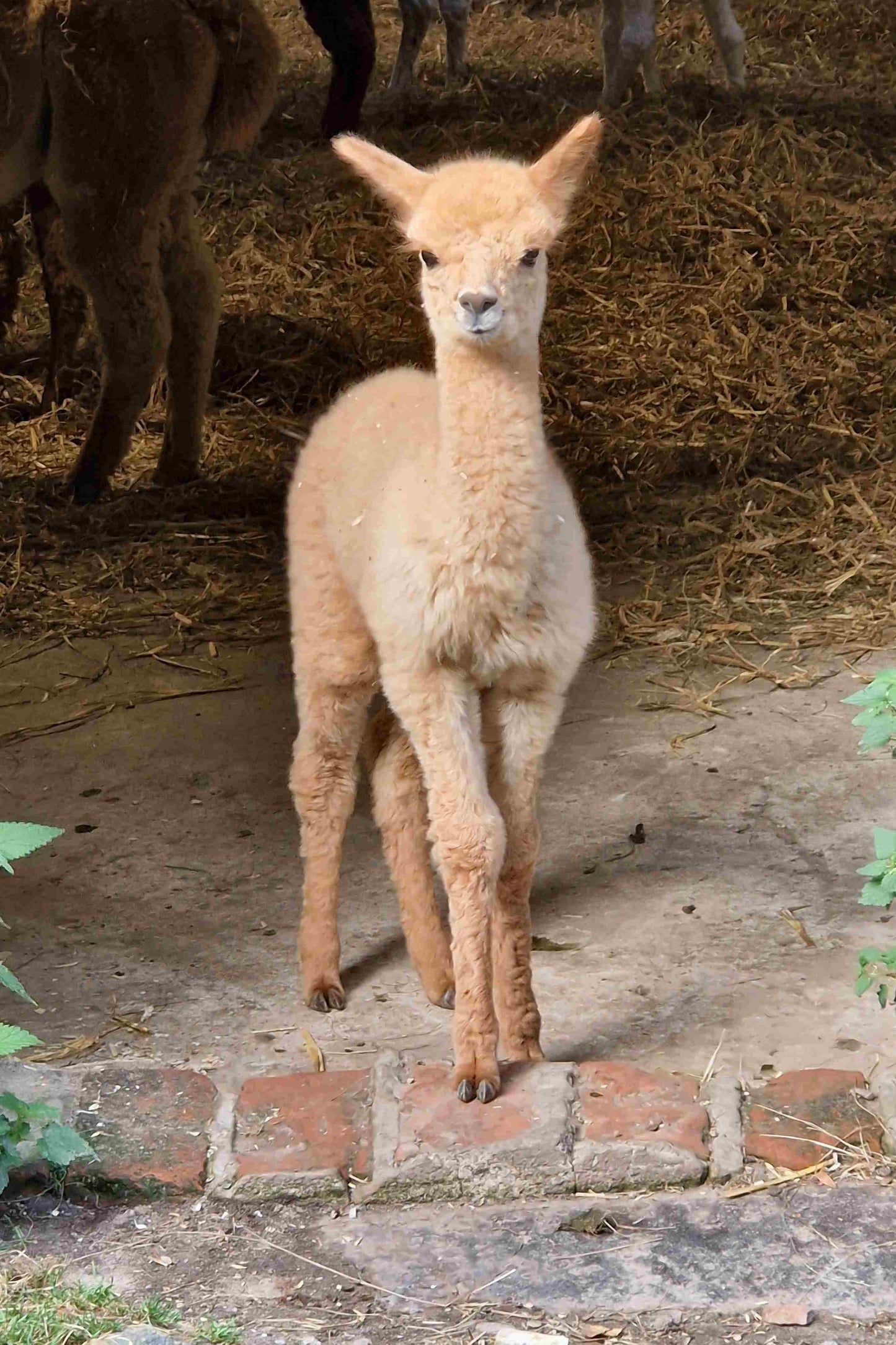 Patenschaften für unsere Crias aus 2025