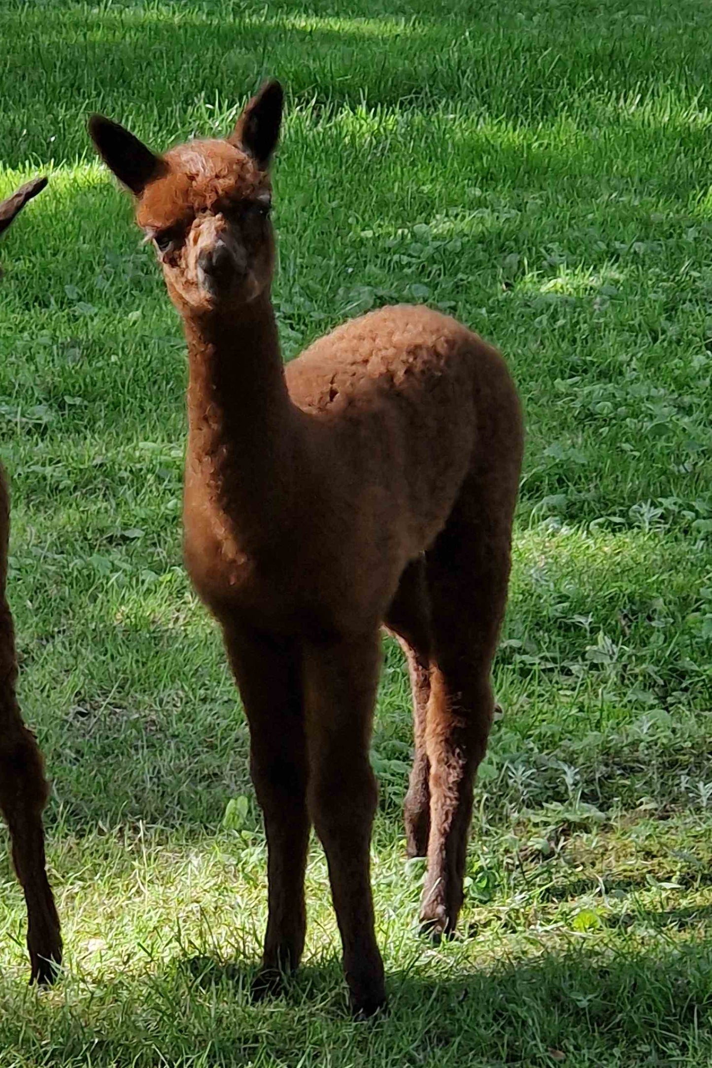 Patenschaften für unsere Crias aus 2025