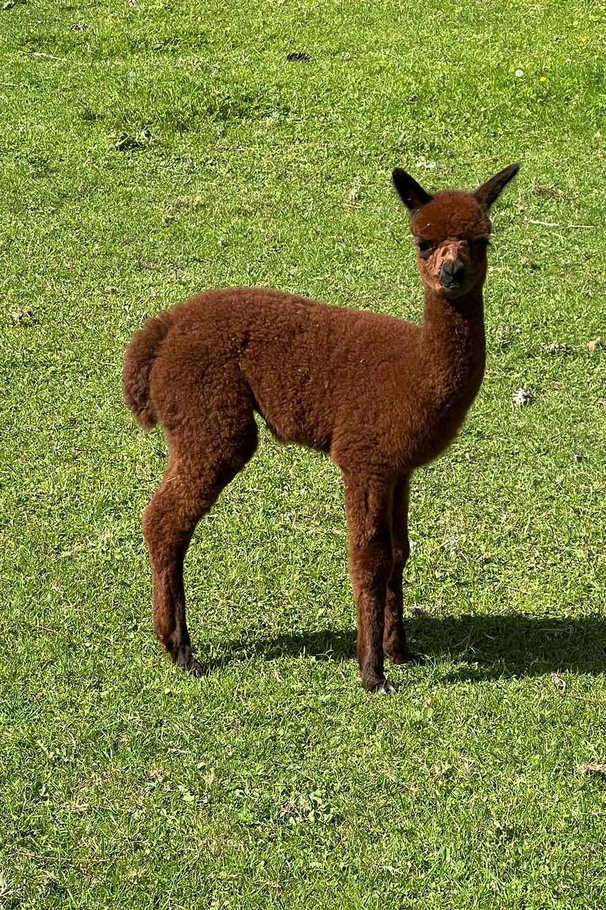 Patenschaften für unsere Crias aus 2025