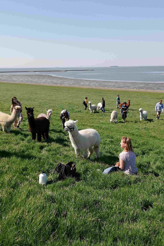 Gutschein Nordseewanderung