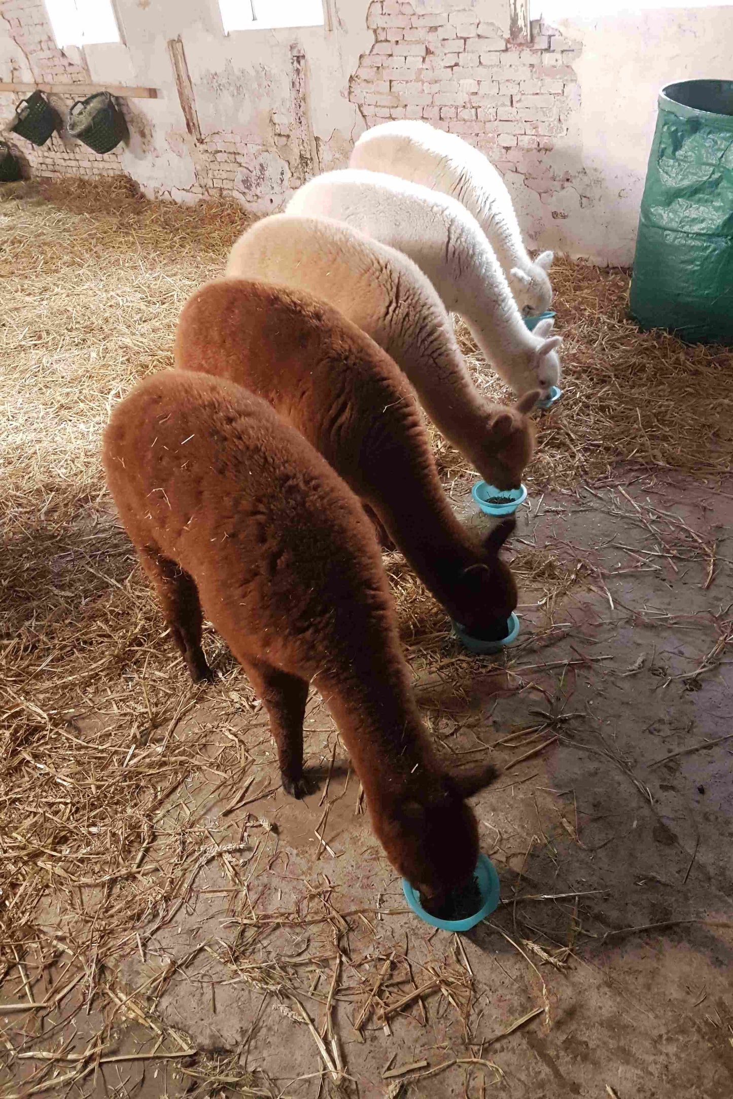 Patenschaften für unsere Crias aus 2025