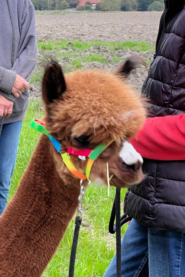 Gutschein Alpaka-Trekking